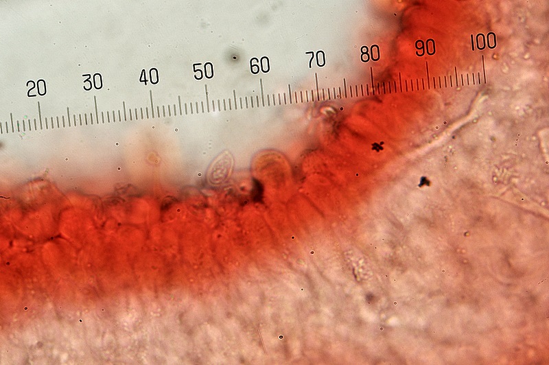 Phanerochaete cf velutina? (Hyphodermella sp.)